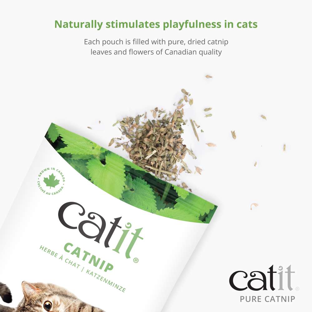 Herbe à chat pure Catit