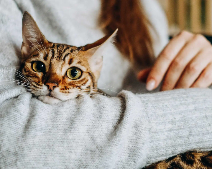 Kitten getting a hug