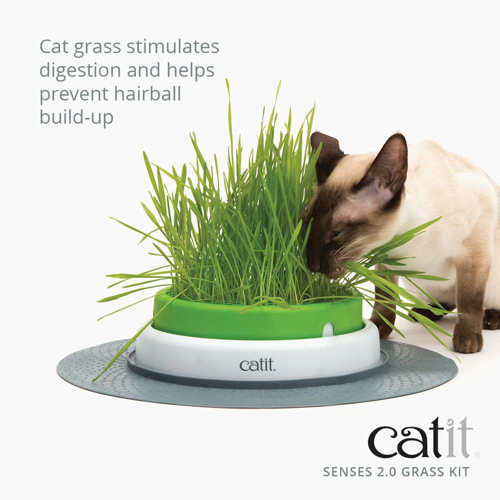Ensemble de semences Catit Senses