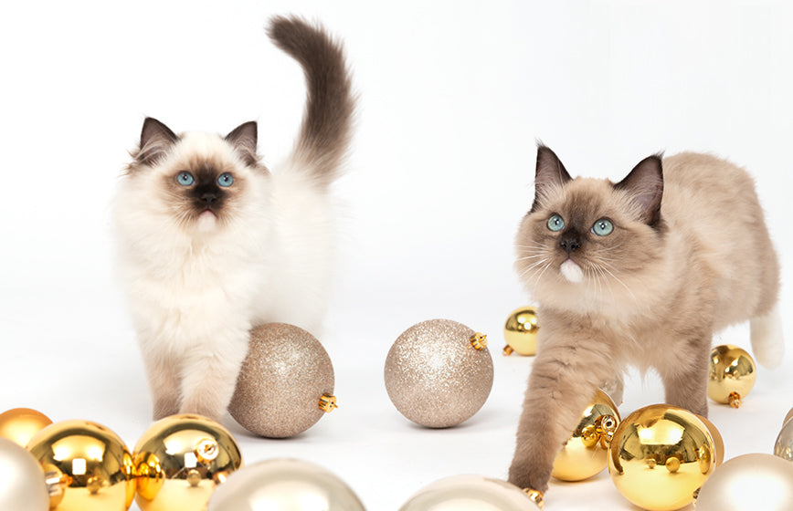 Cats with Christmas tree decorations zoomed in