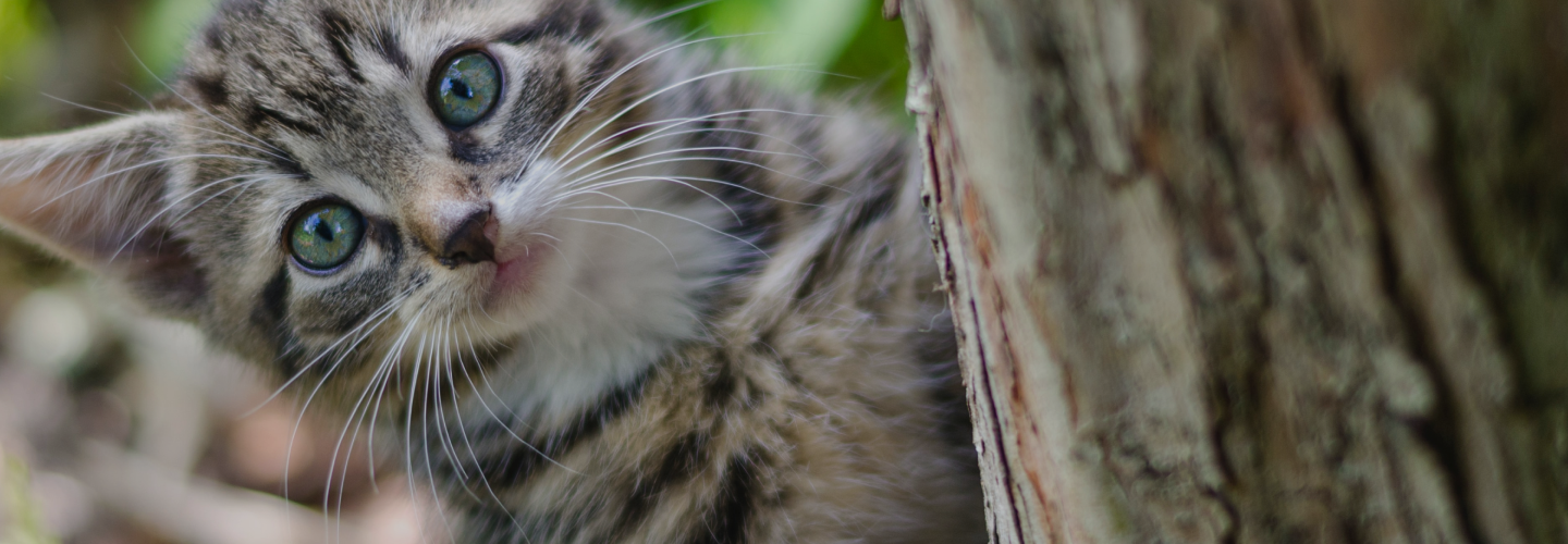 Kitten peeking from behind tree 