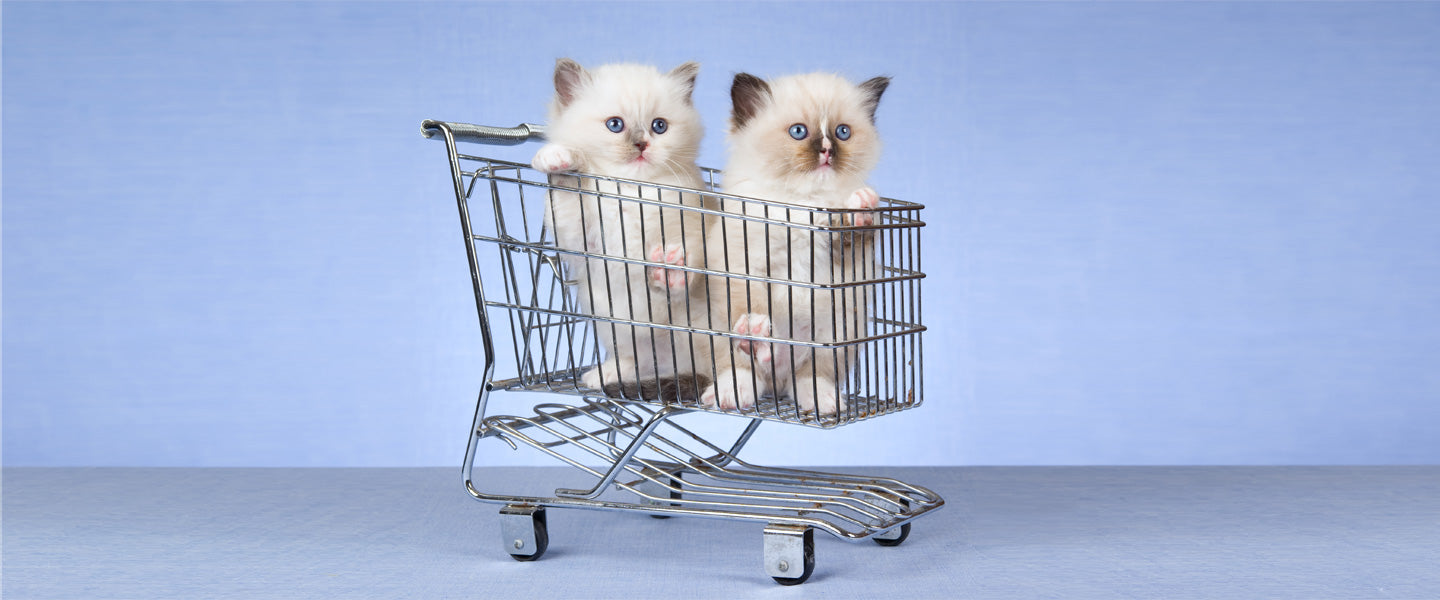 Cat shopping guide